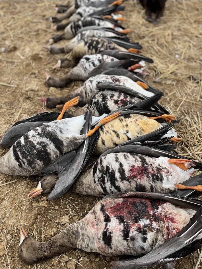 Specklebelly geese from a successful hunt