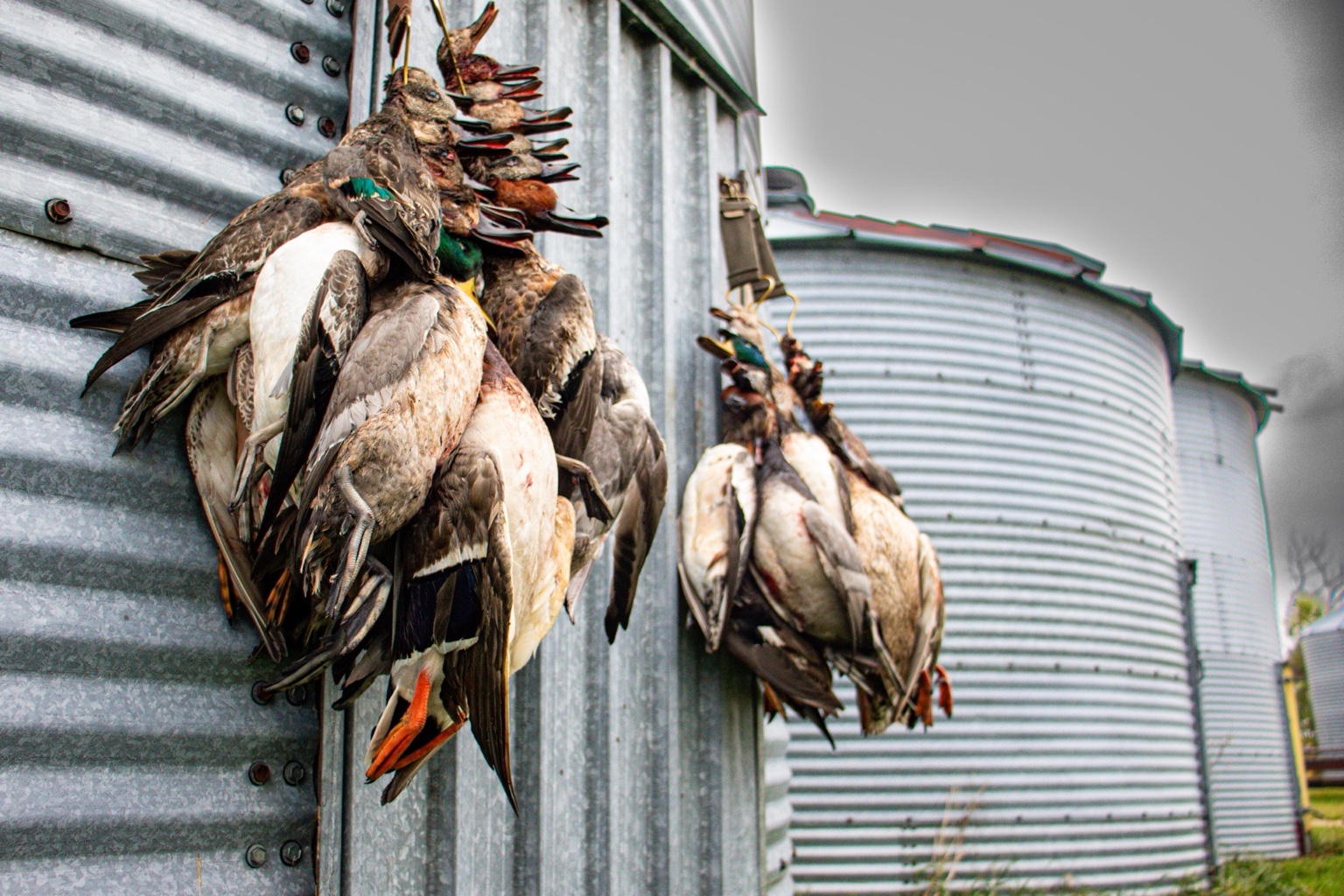 Ducks from a successful hunt in Stuttgart, Arkansas